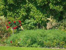 roses in the garden photo