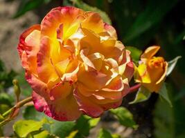 rosas en el jardin foto