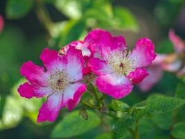 roses in the garden photo