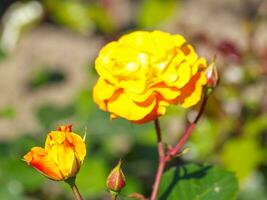 flowers in the garden photo