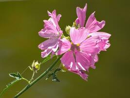 summer time in the garden photo