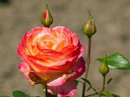 summer time in the garden photo