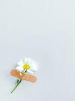 Beautiful chamomile flower with bandaid on white photo