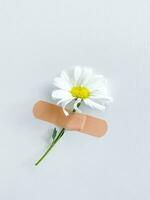 hermosa manzanilla flor con apósito adhesivo en blanco foto