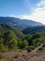 Dom rayos son brillante en el pino bosque foto