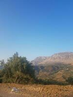 Rural view of distant olive groves photo