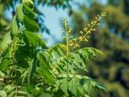 Lantern tree or golden rain tree. botanical name Koelreuteria paniculata. Common deciduous street tree. photo