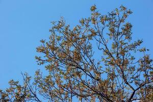 Lantern tree or golden rain tree. botanical name Koelreuteria paniculata. Common deciduous street tree. photo