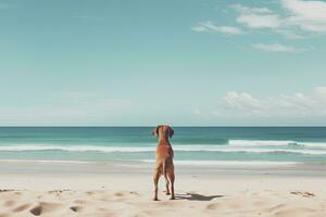 Dog on the beach with sea and blue sky - vintage filter effect, dog on the beach, AI Generated photo