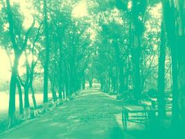 Nature Duotone color style photo