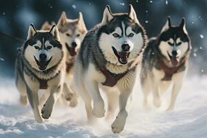 siberiano fornido perros corriendo en el nieve. invierno competencia, fornido trineo perro carreras. invierno competencia. siberiano fornido perros Halar trineo con musher, ai generado foto