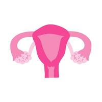Female uterus. An organ of the human body, the reproductive system. Vector illustration in flat style.
