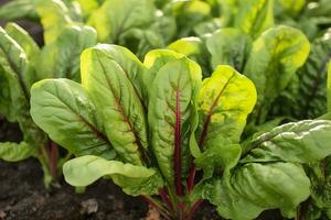 Chard growing in an urban garden. Garden beet and salad leaves close up. Generative AI photo