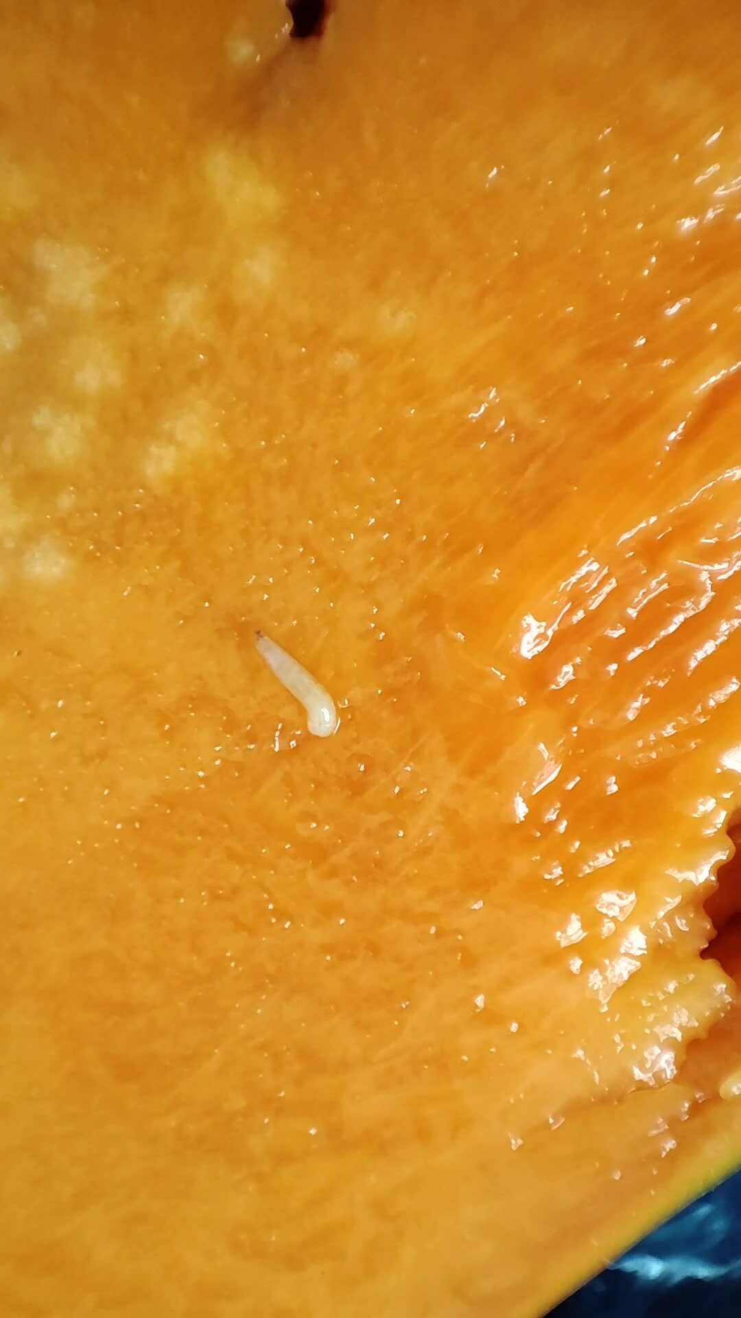 Maggots in a mango fruit that is rotten inside and not visible from the