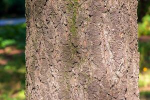 dorado lluvia árbol ladrar detalle - latín nombre - koelreuteria paniculata foto