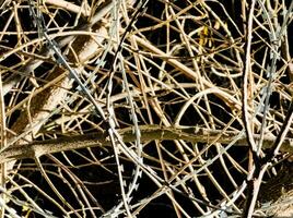 Close-up of steel barbed wire strung on a fence for security. The concept is not freedom. photo