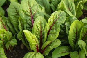 Chard growing in an urban garden. Garden beet and salad leaves close up. Generative AI photo