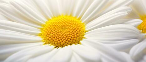 Stunning macro of a daisy. AI Generative photo