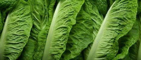 Macro shot of Chinese cabbage leaves. AI Generative photo