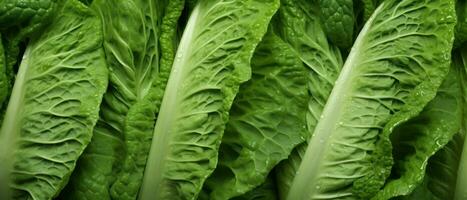 Macro shot of Chinese cabbage leaves. AI Generative photo