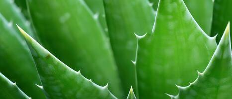 Macro shot of aloe vera. AI Generative photo