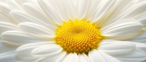 Stunning macro of a daisy. AI Generative photo