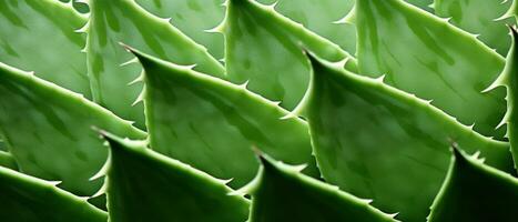 Macro shot of aloe vera. AI Generative photo