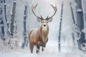 Mule deer in winter forest. Beautiful red deer in snowy forest, Noble deer male in winter snow forest. Artistic winter christmas landscape., AI Generated photo