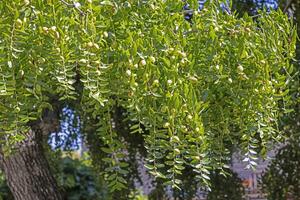 Picture of unripe green olives on an olive tree in Croatia photo