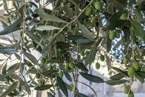 Picture of unripe green olives on an olive tree in Croatia photo