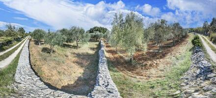 Picture of a large olive grove in Croatia in summer photo