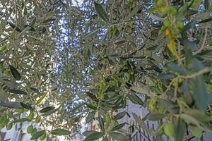 imagen de inmaduro verde aceitunas en un aceituna árbol en Croacia foto