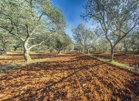 Picture of a large olive grove in Croatia in summer photo