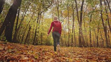 hermosa otoño bosque paisaje. un joven mujer alegremente carreras en un alfombra de brillante amarillo hojas. mágico rayos iluminar el escena video