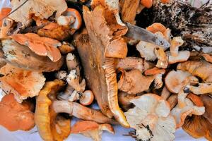 a pile of mushrooms photo