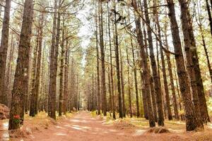 un camino mediante un bosque foto