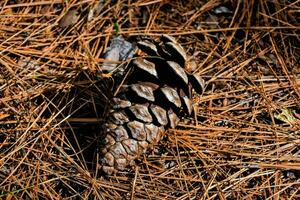 a pine cone laying on the ground in the woods photo