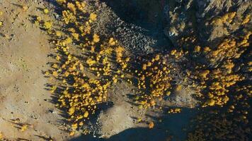 Yellow Larches on Mountain Slope in Autumn. Aerial Vertical Top-Down View. Altai, Russia. Drone Flies Sideways video