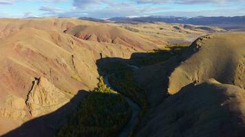 Mountains, Larches and Meanders of River in Autumn. Aerial View. Kokorya. The Altai Mountains, Russia. Reveal shot video