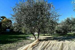 An orchard background photo