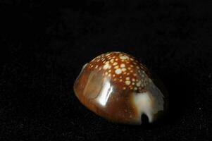 a brown and white shell with spots on it photo