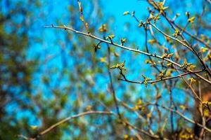 Close-up of fragrant sumac in spring. Latin name Rhus Aromatica. Sumac grows in subtropical and temperate regions around the world. photo