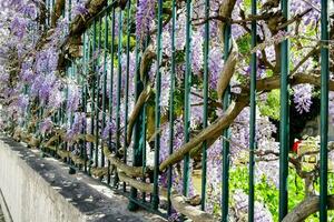 A green fence and flowers photo