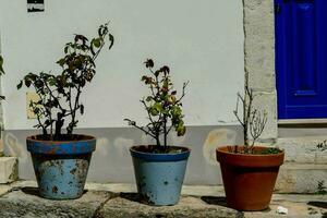 Plants in pots photo