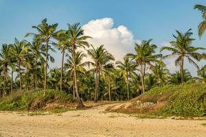 coconut trees palms against the blue sky of India photo