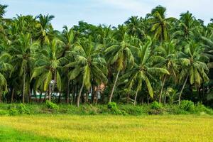 coconut trees palms against the blue sky of India photo