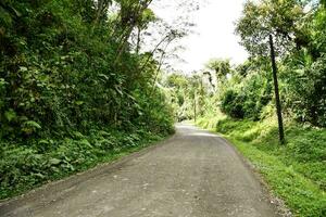 un camino forestal foto