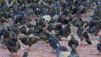muchos salvaje palomas pájaro comiendo buscando un pan en hormigón piso imágenes. video