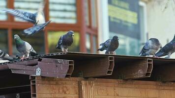 Herde von wild Tauben thront auf ein Dach. video