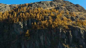 Yellow Larches on Mountain Cliff in Autumn on Sunny Day. Aerial View. Altai, Russia. Orbiting video